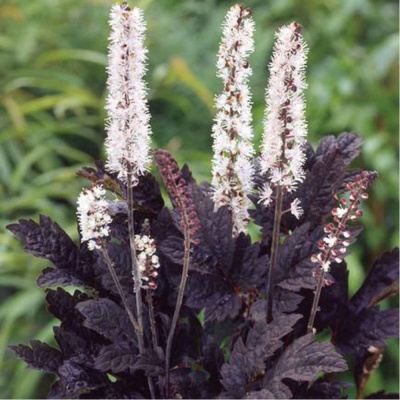 Клопогон Брюнет