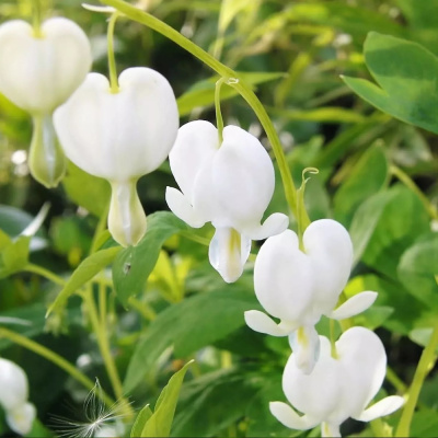 Дицентра великолепная Альба