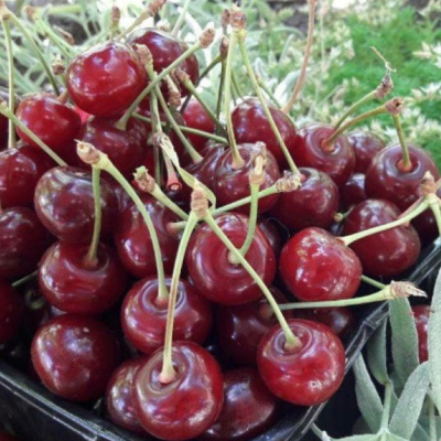 Дюк Надежда