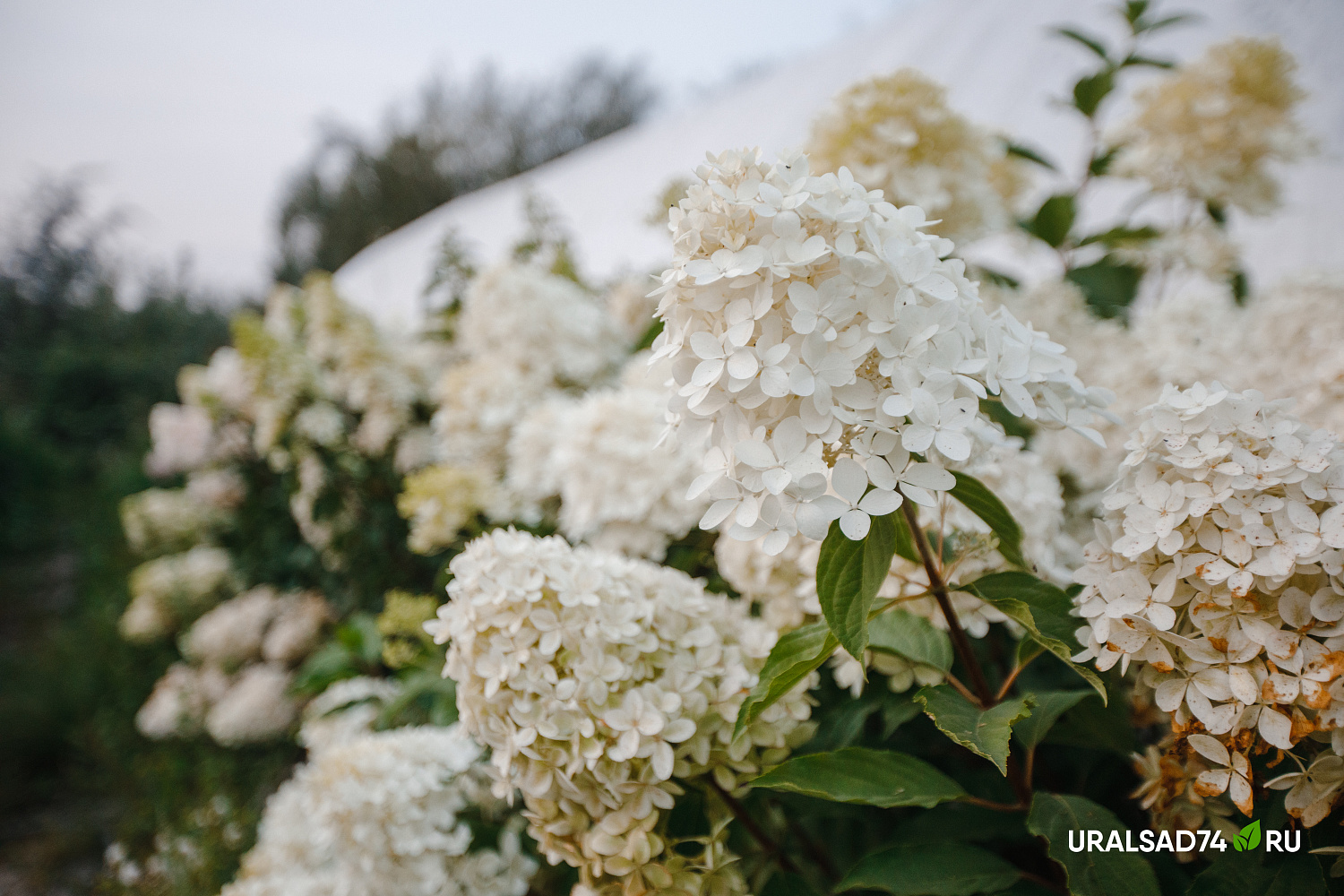 Все гортензии по 1000 рублей до 10 сентября 2023 г