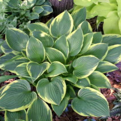 Хоста Ауреомаргината