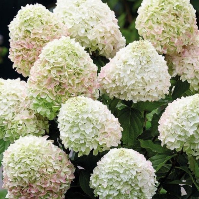 Коттон крем (Cotton Cream)