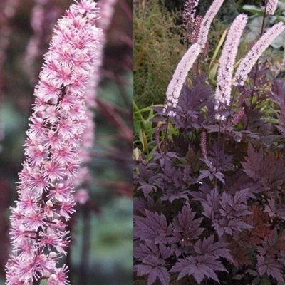 Клопогон ветвистый Пинк Спайк