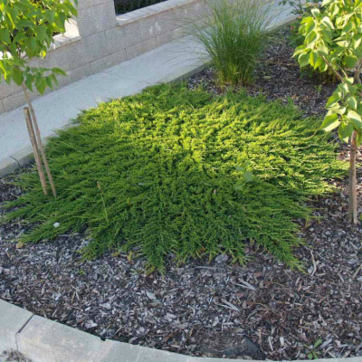 Можжевельник Принц Уэльский