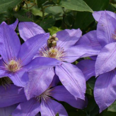 Клематис Лоусония