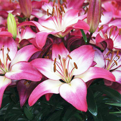 Тайни Даймонд