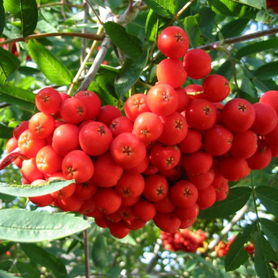 Рябина Концентра