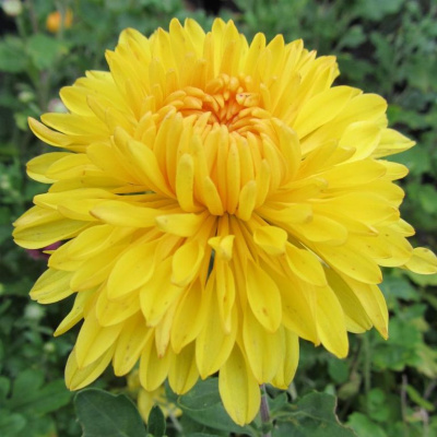 Хризантема корейская Опал