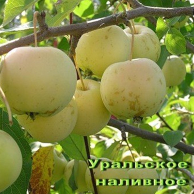 Уральское наливное