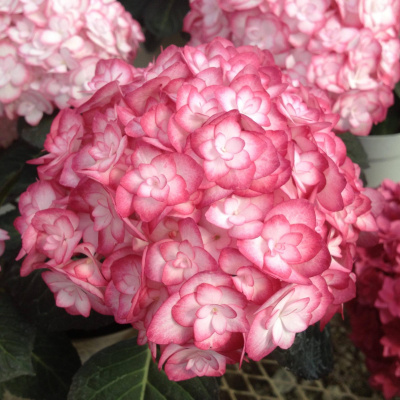 Гортензия крупнолистная You and Me Miss Saori (Ю Энд Ми Мисс Саори)