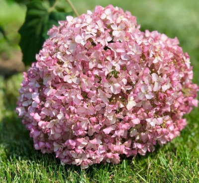 Мэджикал Пинкербелл (MAGICAL PINKERBELL)