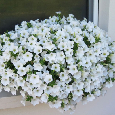 Сурфиния Табл Вайт