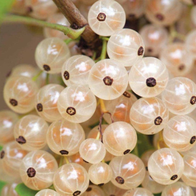 Белая Версальская