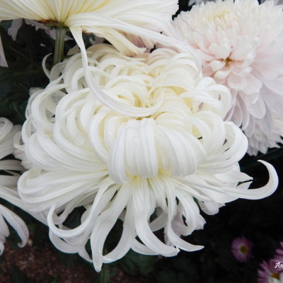 Хризантема корейская Венский Бал