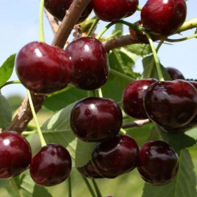 Владимировская