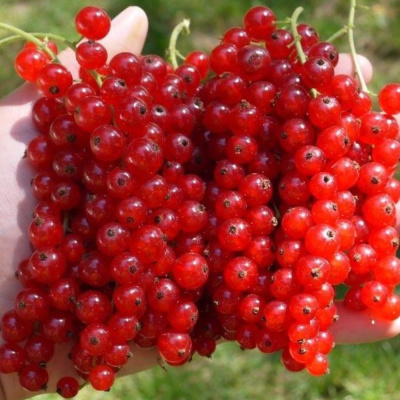 Красный крест