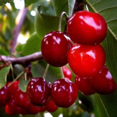 Вишня Десертная Морозовой