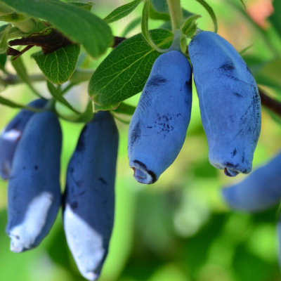 Голубое веретено