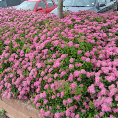 Спирея Литл Принцесс