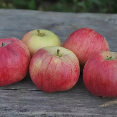 Жигулевское