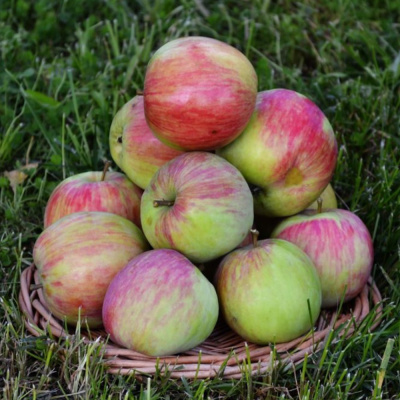 Бельфлер башкирский