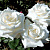 Роза чайно-гибридная Белый Медведь (Rosa White Bear)