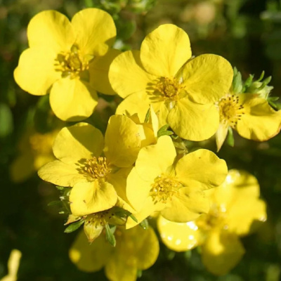 Лапчатка Голдстар