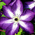 Клематис Веноза Виолацеа