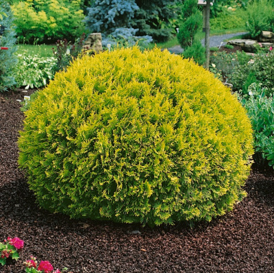 Туя Голден Глоб