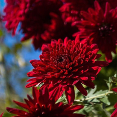 Хризантема корейская Червона Калына