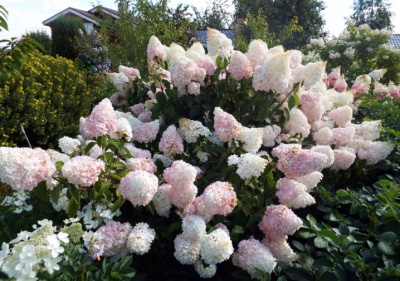 Саммер лав (Summer Love)