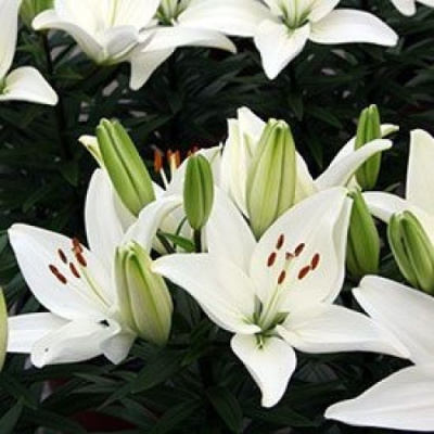 Тайни Кристалл