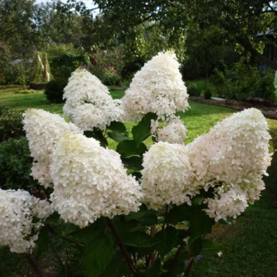 Гортензия Фантом