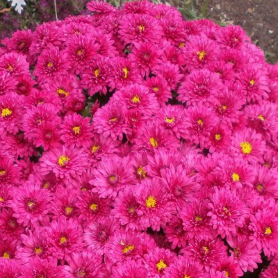 Хризантема Бранопал Пурпле