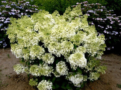 Гортензия Бомбшелл