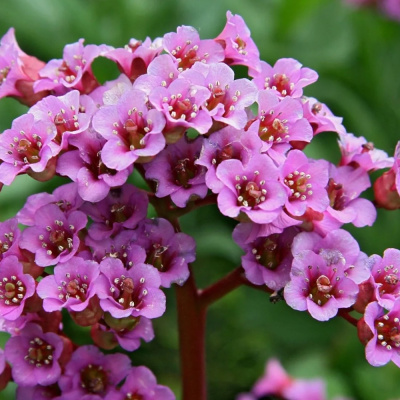 Бадан сердцелистный