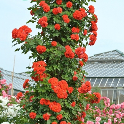 Роза плетистая Оранж Мейландина (Rosa Orange Meillandina)