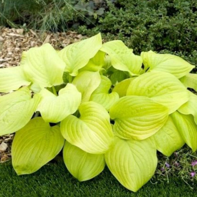 Хоста Тортилла Чип