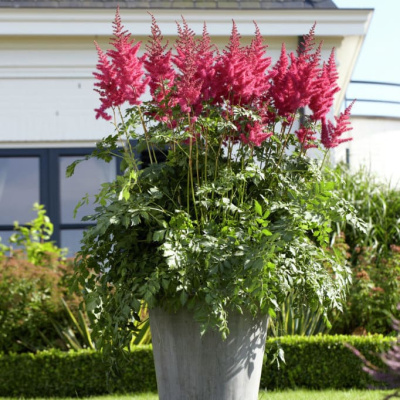 Астильба Майти Ред Куин