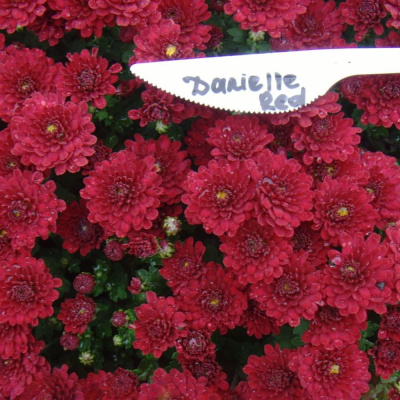 Хризантема мультифлора Даниэлла Ред