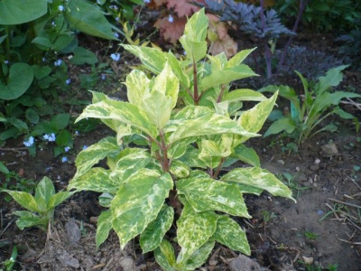 Гортензия Шикоку Флеш