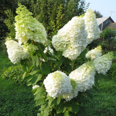 Гортензия Мэджикал Мунлайт