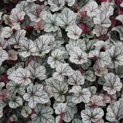 Сильвер Скроллс