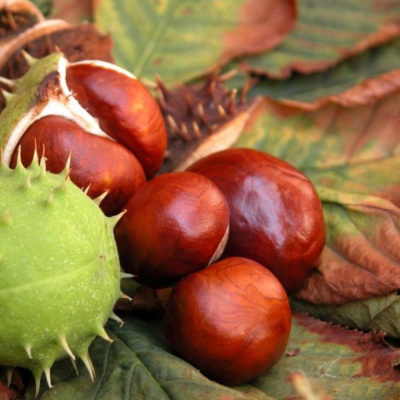 Каштан конский