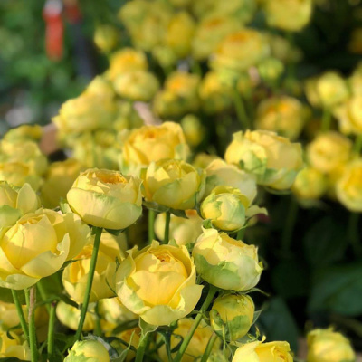 Роза спрей Каталина (Rosa Catalina)