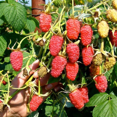 Гордость России