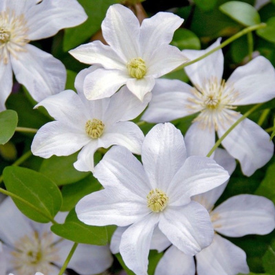 Клематис  Хулдайн