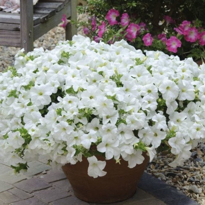 Сурфиния Фанфары Вайт