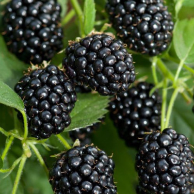 Ежевика Торнфри