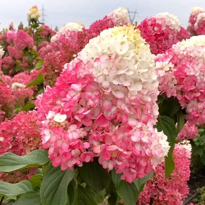 Строберри Блоссом